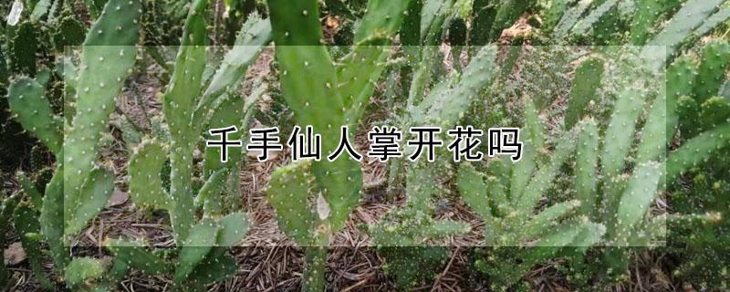 千手仙人掌开花吗 千手仙人掌开花吗?