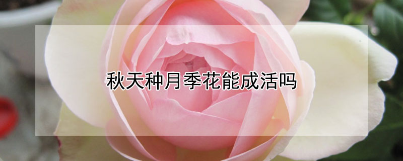 秋天种月季花能成活吗 月季10月份移栽好活吗