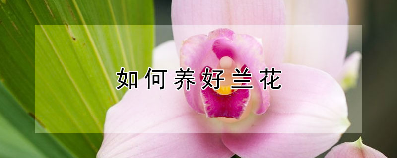 如何养好兰花（如何养好兰花引种苗）