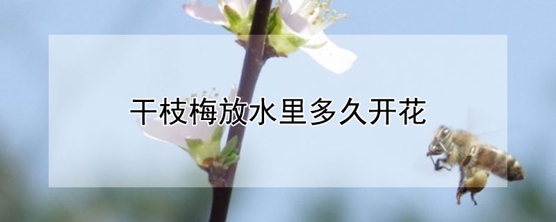 干枝梅放水里多久开花 干枝梅泡在水里活多久