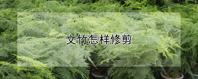 文竹怎样修剪（文竹怎样修剪才能又高又壮）