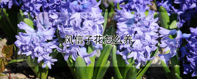 风信子花怎么养（风信子花怎么养教程）