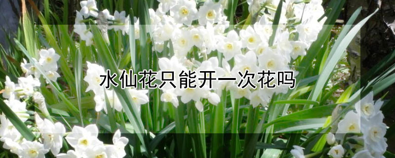 水仙花只能开一次花吗 水仙花只开一朵花怎么回事