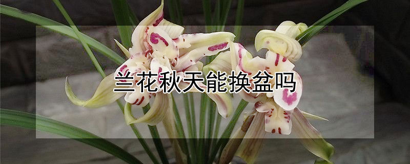 兰花秋天能换盆吗 兰花秋天能换盆吗?换盆后浇水吗?