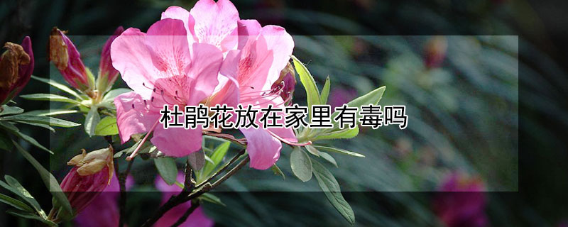 杜鹃花放在家里有毒吗（杜鹃花放家里有没有毒）