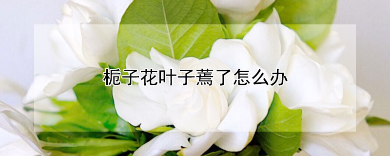 栀子花叶子蔫了怎么办 栀子花叶子蔫了怎么办呢