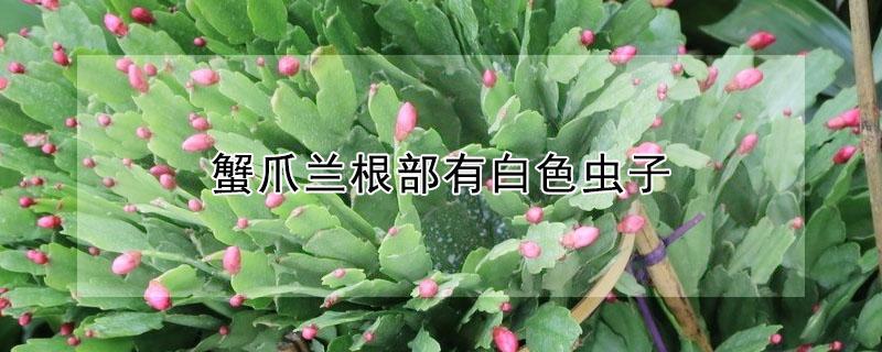 蟹爪兰根部有白色虫子 蟹爪兰根部有白色虫子是什么