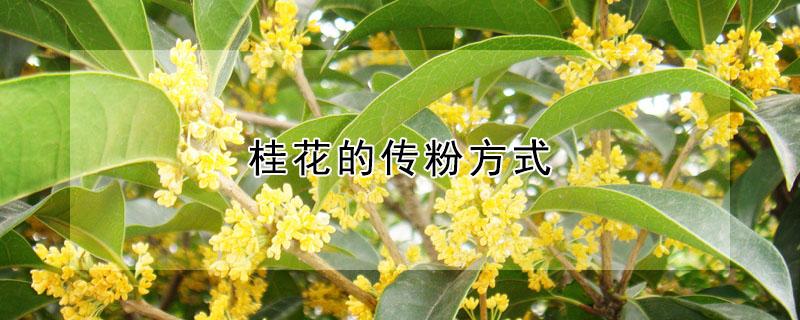 桂花的传粉方式 桂花传播方式