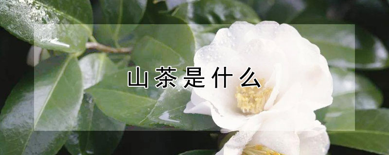 山茶是什么（山茶是什么花）