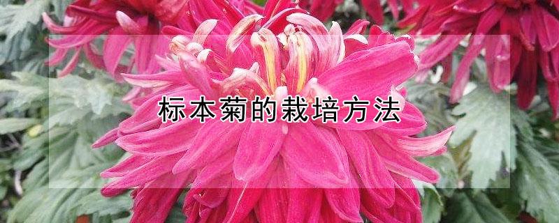 标本菊的栽培方法（标本菊的栽培管理要点）