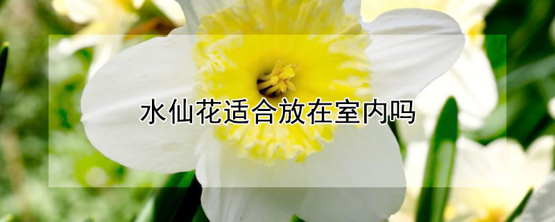 水仙花适合放在室内吗（水仙花可以放在屋里养吗）