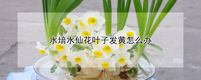 水培水仙花叶子发黄怎么办 水培水仙花叶子黄了怎么回事