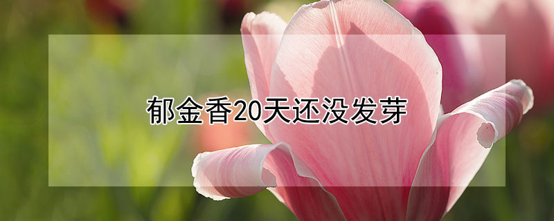 郁金香20天还没发芽（郁金香种球不挖第二年能开吗）