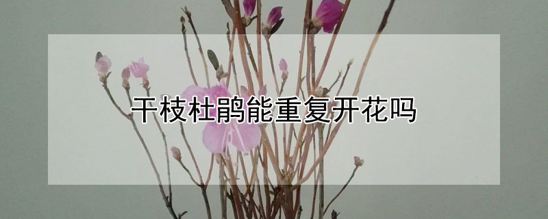 干枝杜鹃能重复开花吗（干枝杜鹃能重复开花吗图片）