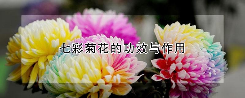 七彩菊花的功效与作用（七彩菊花的功效与作用点）