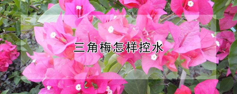 三角梅怎样控水 三角梅怎样控水促花