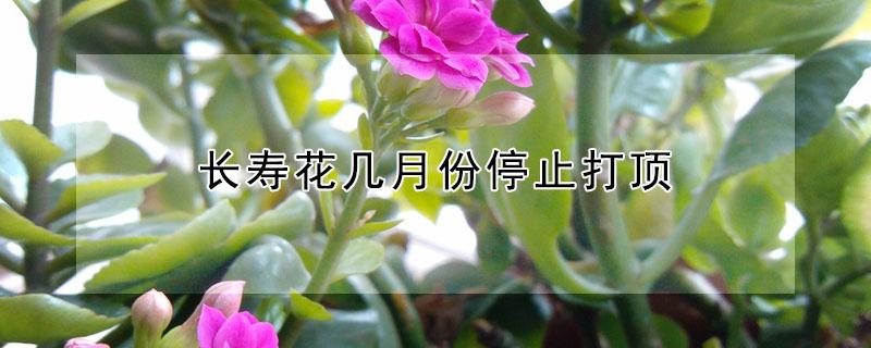 长寿花几月份停止打顶（长寿花几月份就不能打顶了）