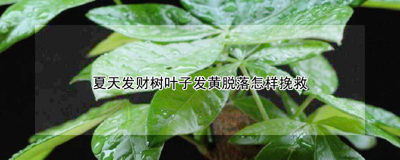 夏天发财树叶子发黄脱落怎样挽救（发财树夏天树叶很黄掉叶子）