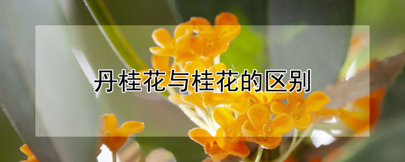 丹桂花与桂花的区别 丹桂花和桂花有什么区别