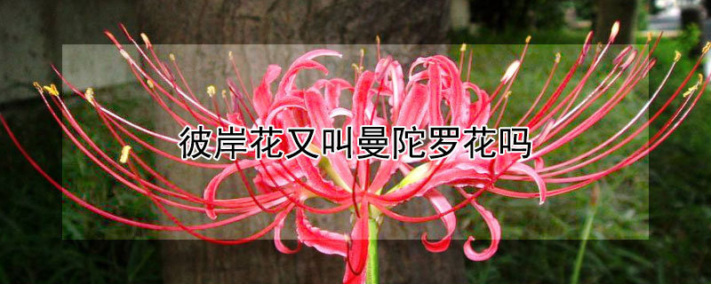 彼岸花又叫曼陀罗花吗（彼岸花又叫曼陀罗花吗为什么）