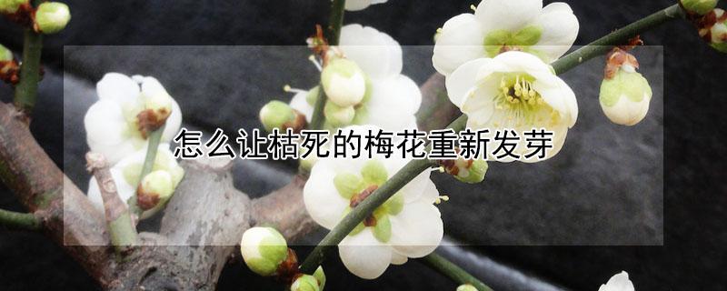 怎么让枯死的梅花重新发芽 梅花枯萎了怎么办