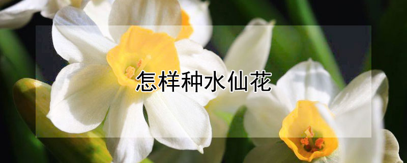 怎样种水仙花（怎样种水仙花种子?）