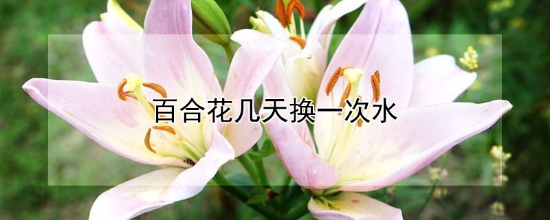 百合花几天换一次水（百合花怎么养 水养）