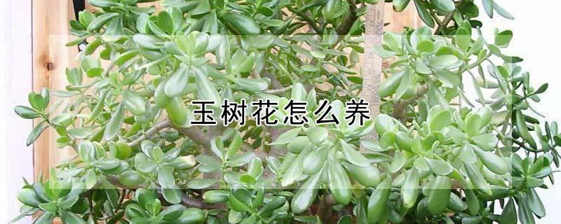 玉树花怎么养（玉树花怎么养才开花）