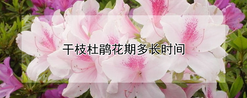 干枝杜鹃花期多长时间（干枝杜鹃花期多长时间浇一次水）