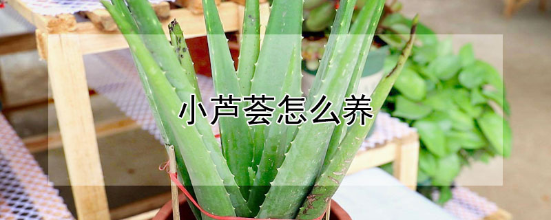 小芦荟怎么养（小芦荟怎么养才能更旺盛）