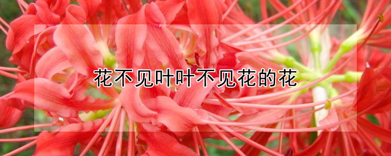 花不见叶叶不见花的花 花不见叶叶不见花的花叫什么名字