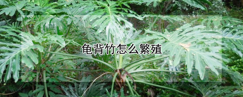 龟背竹怎么繁殖 龟背竹怎么繁殖扦插