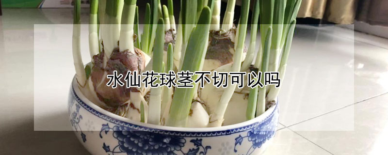 水仙花球茎不切可以吗 水仙花球茎需要放冰箱保存吗