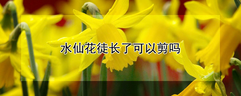 水仙花徒长了可以剪吗（水仙花长了能剪吗）