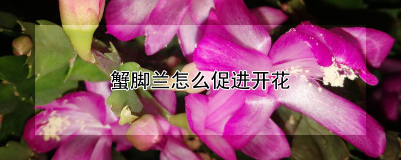 蟹脚兰怎么促进开花 蟹脚兰开花期间怎么浇水