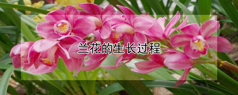 兰花的生长过程（兰花的生长过程作文400字）