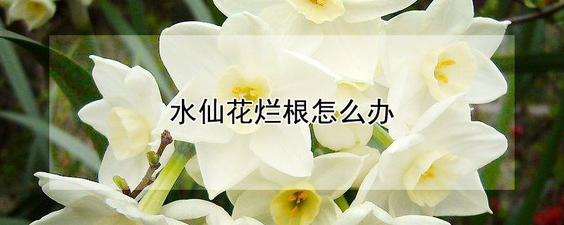 水仙花烂根怎么办（水仙花根部烂掉怎么办）