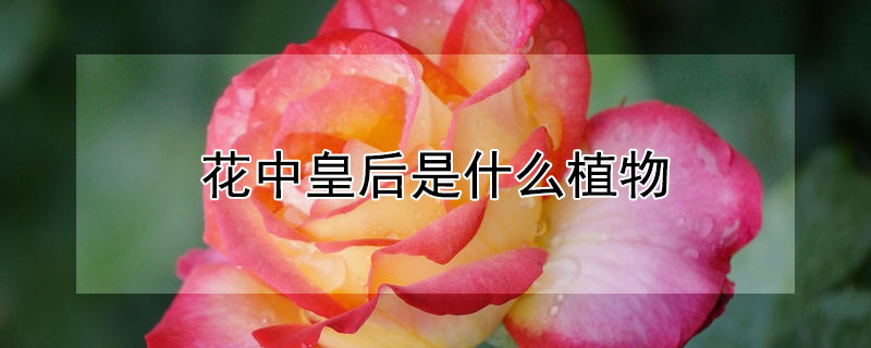 花中皇后是什么植物（花中皇后是什么植物的名称?）