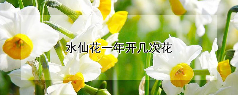 水仙花一年开几次花 水仙花一年开几次花有几种颜色