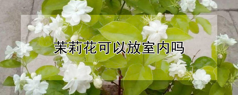 茉莉花可以放室内吗 茉莉花可以放室内吗有什么功效吗