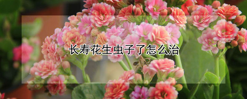 长寿花生虫子了怎么治 长寿花生虫子了怎么治好