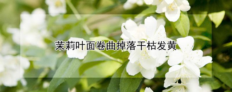 茉莉叶面卷曲掉落干枯发黄 茉莉叶面卷曲掉落干枯发黄怎么回事