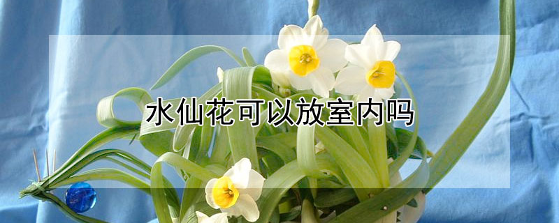 水仙花可以放室内吗 水仙花放室内吗?