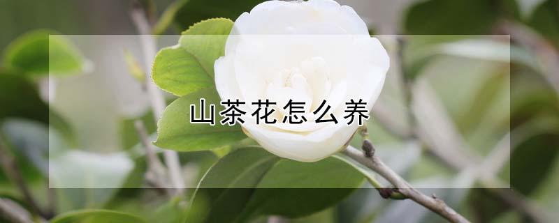 山茶花怎么养 山茶花怎么养才长得好