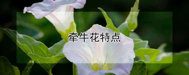 牵牛花特点（牵牛花特点是什么?）