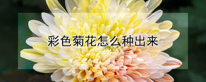 彩色菊花怎么种出来（彩色菊花怎么养）