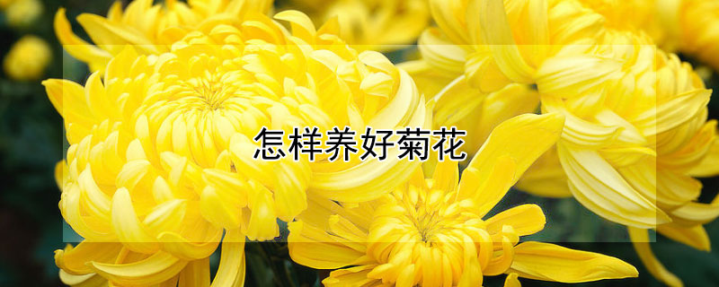 怎样养好菊花（怎样养菊花）