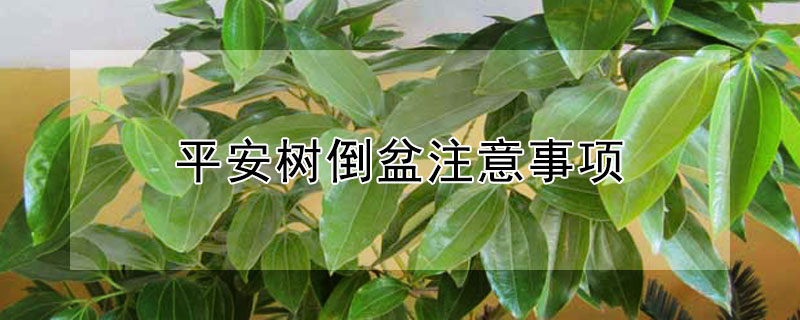 平安树倒盆注意事项 平安树倒盆注意事项视频