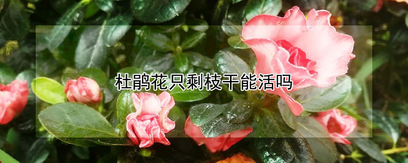 杜鹃花只剩枝干能活吗（杜鹃花只剩枝干能活吗视频）