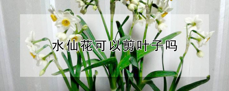 水仙花可以剪叶子吗 水仙花可以剪叶子吗